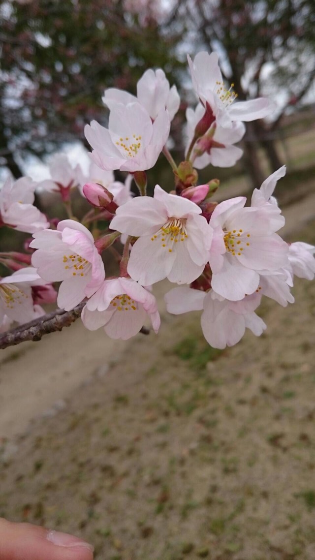 お花見