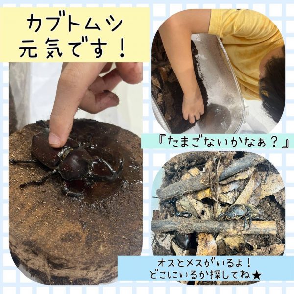 カブトムシ元気です！