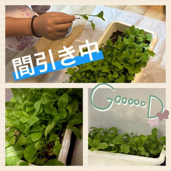 ラディッシュ栽培2🌱